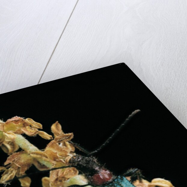 Callimellum abdominale (longhorn beetle) by Anonymous