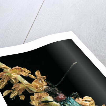 Callimellum abdominale (longhorn beetle) by Anonymous