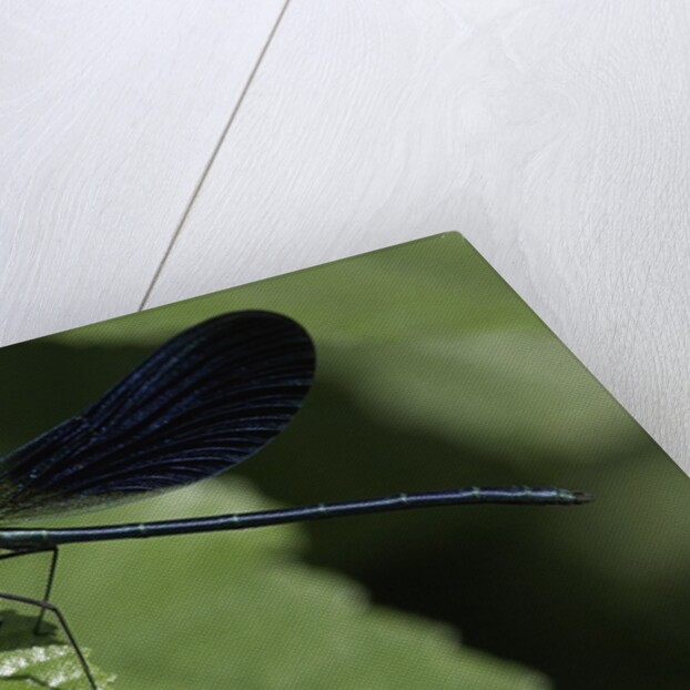 Calopteryx virgo (beautiful demoiselle) - devouring a fly by Anonymous