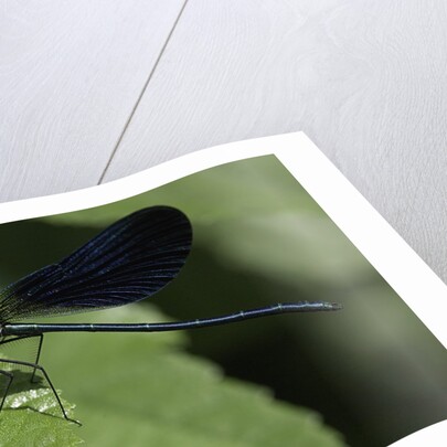 Calopteryx virgo (beautiful demoiselle) - devouring a fly by Anonymous