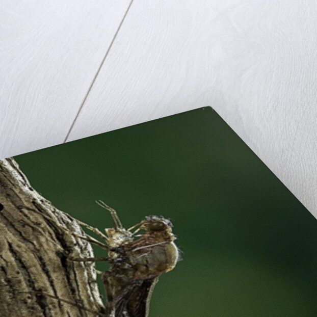 Calopteryx virgo (beautiful demoiselle) - emerging by Anonymous