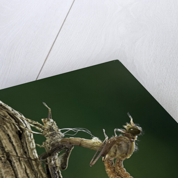 Calopteryx virgo (beautiful demoiselle) - emerging by Anonymous