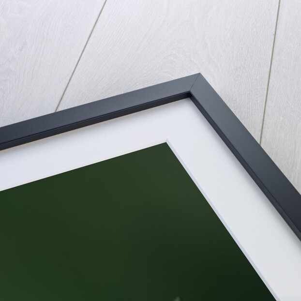 Calopteryx virgo (beautiful demoiselle) - emerging by Anonymous