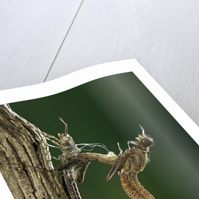 Calopteryx virgo (beautiful demoiselle) - emerging by Anonymous