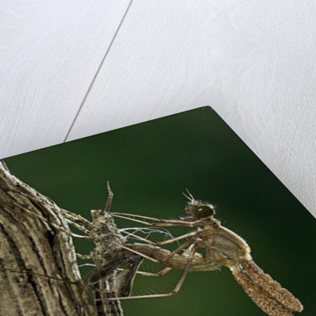 Calopteryx virgo (beautiful demoiselle) - emerging by Anonymous