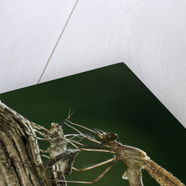 Calopteryx virgo (beautiful demoiselle) - emerging by Anonymous