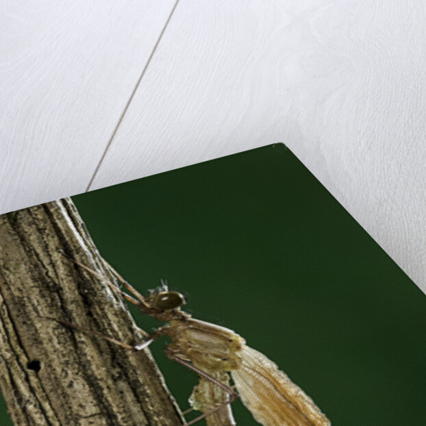Calopteryx virgo (beautiful demoiselle) - emerging by Anonymous