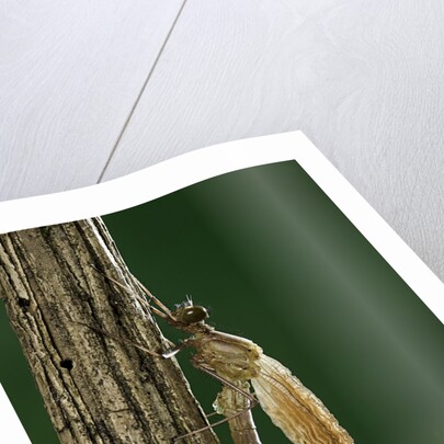Calopteryx virgo (beautiful demoiselle) - emerging by Anonymous
