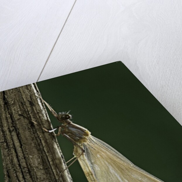 Calopteryx virgo (beautiful demoiselle) - emerging by Anonymous