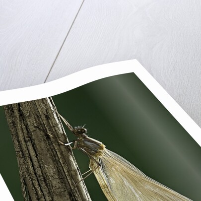 Calopteryx virgo (beautiful demoiselle) - emerging by Anonymous