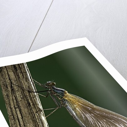 Calopteryx virgo (beautiful demoiselle) - emerging by Anonymous