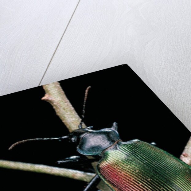 Calosoma sycophanta (forest caterpillar hunter) by Anonymous