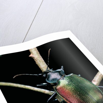 Calosoma sycophanta (forest caterpillar hunter) by Anonymous