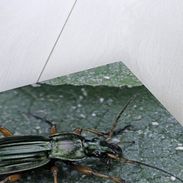 Carabus auratus (golden ground beetle) by Anonymous