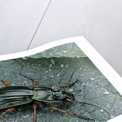 Carabus auratus (golden ground beetle) by Anonymous