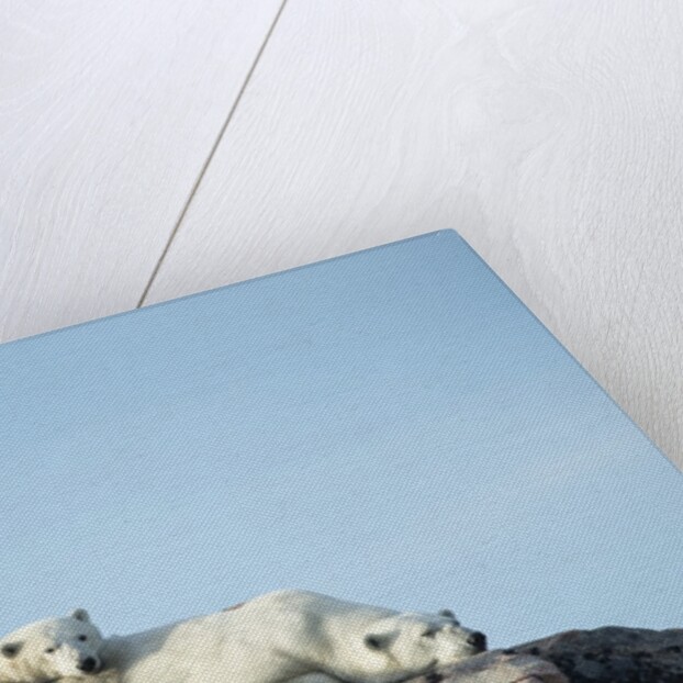 Polar Bear and Cub Resting along Hudson Bay, Nunavut, Canada by Anonymous