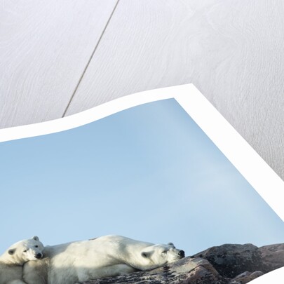 Polar Bear and Cub Resting along Hudson Bay, Nunavut, Canada by Anonymous