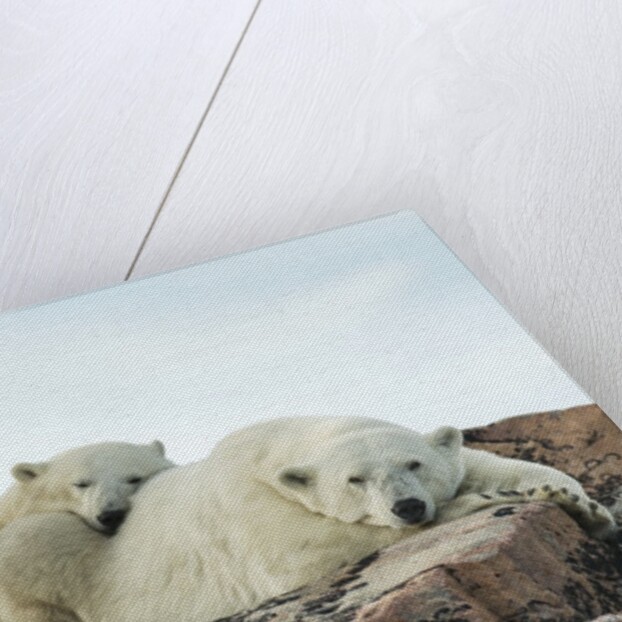 Polar Bear and Cub Resting along Hudson Bay, Nunavut, Canada by Anonymous