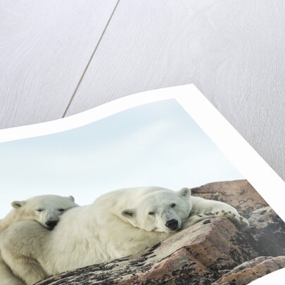 Polar Bear and Cub Resting along Hudson Bay, Nunavut, Canada by Anonymous