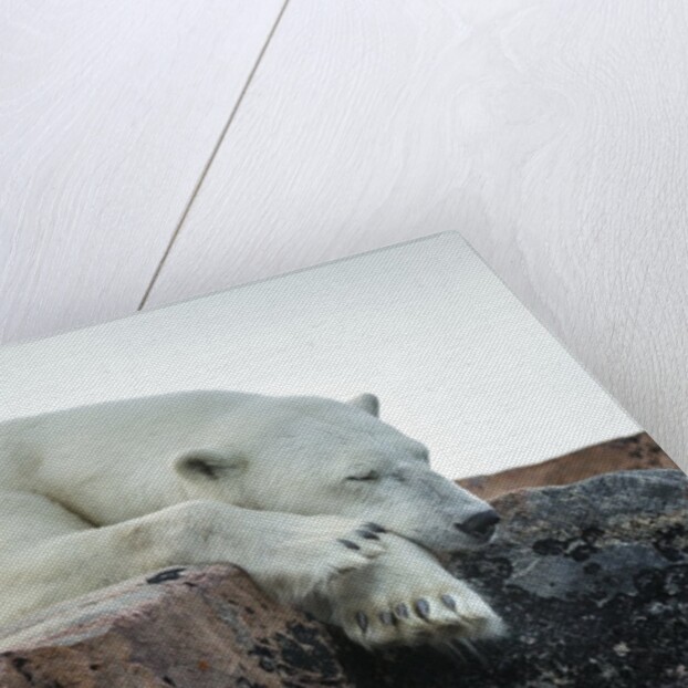 Polar Bear Sleeping along Hudson Bay, Nunavut, Canada by Anonymous
