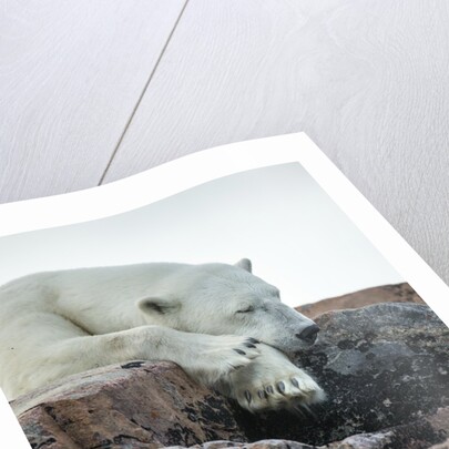 Polar Bear Sleeping along Hudson Bay, Nunavut, Canada by Anonymous