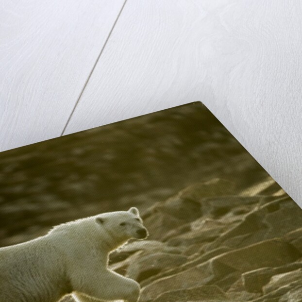 Polar Bear Walking along Hudson Bay, Nunavut, Canada by Anonymous