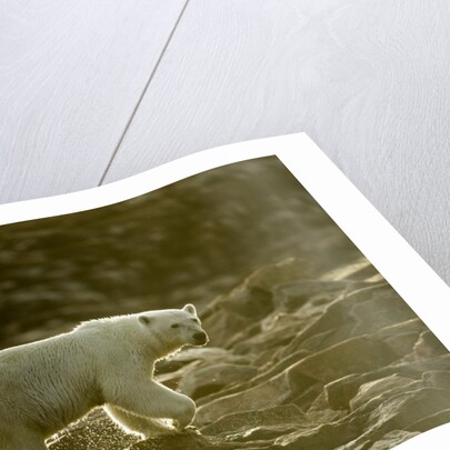 Polar Bear Walking along Hudson Bay, Nunavut, Canada by Anonymous