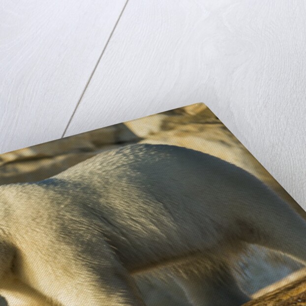Polar Bear along Hudson Bay, Nunavut, Canada by Anonymous