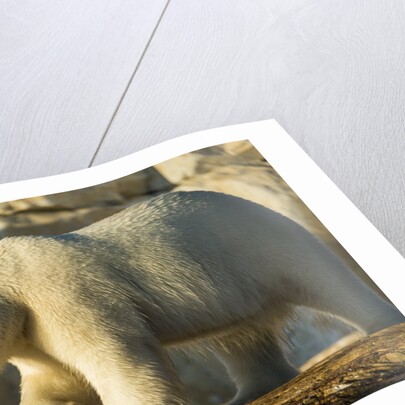 Polar Bear along Hudson Bay, Nunavut, Canada by Anonymous