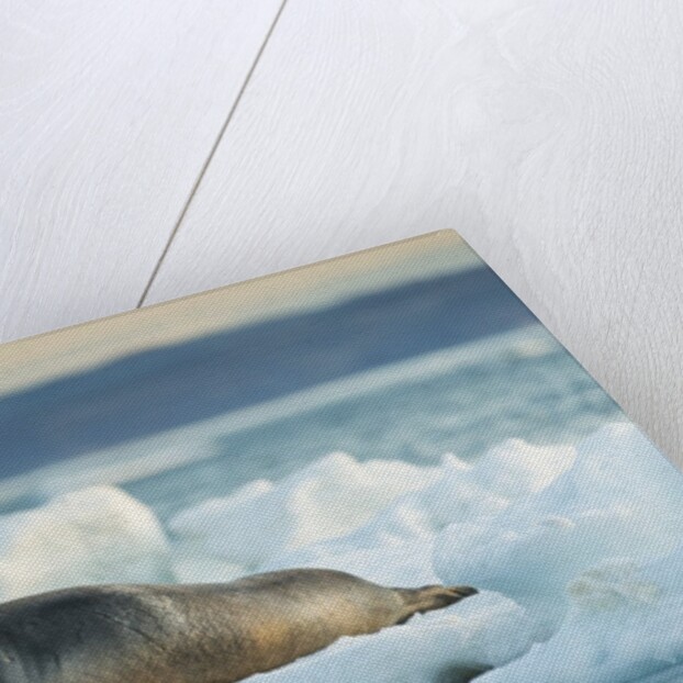 Bearded Seal, Nunavut Territory, CanadaBearded Seal on Sea Ice in Hudson Bay, Nunavut, Canada by Anonymous