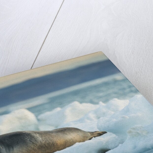 Bearded Seal, Nunavut Territory, CanadaBearded Seal on Sea Ice in Hudson Bay, Nunavut, Canada by Corbis