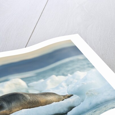 Bearded Seal, Nunavut Territory, CanadaBearded Seal on Sea Ice in Hudson Bay, Nunavut, Canada by Corbis