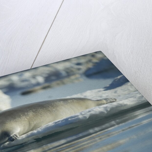 Bearded Seal Dives from Sea Ice in Hudson Bay, Nunavut, Canada by Anonymous