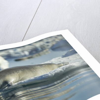 Bearded Seal Dives from Sea Ice in Hudson Bay, Nunavut, Canada by Anonymous