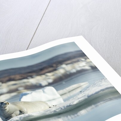 Bearded Seal on Sea Ice in Hudson Bay, Nunavut, Canada by Anonymous