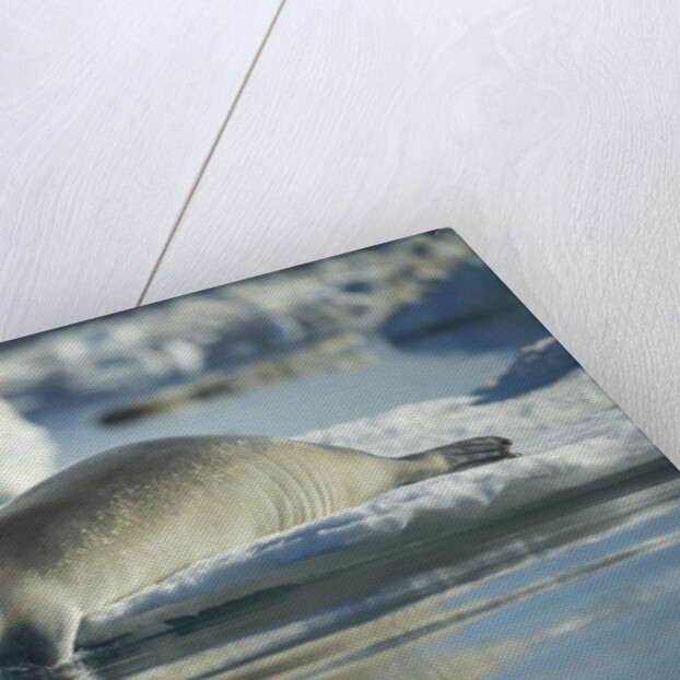 Bearded Seal Dives from Sea Ice in Hudson Bay, Nunavut, Canada by Anonymous