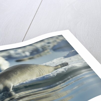 Bearded Seal Dives from Sea Ice in Hudson Bay, Nunavut, Canada by Anonymous