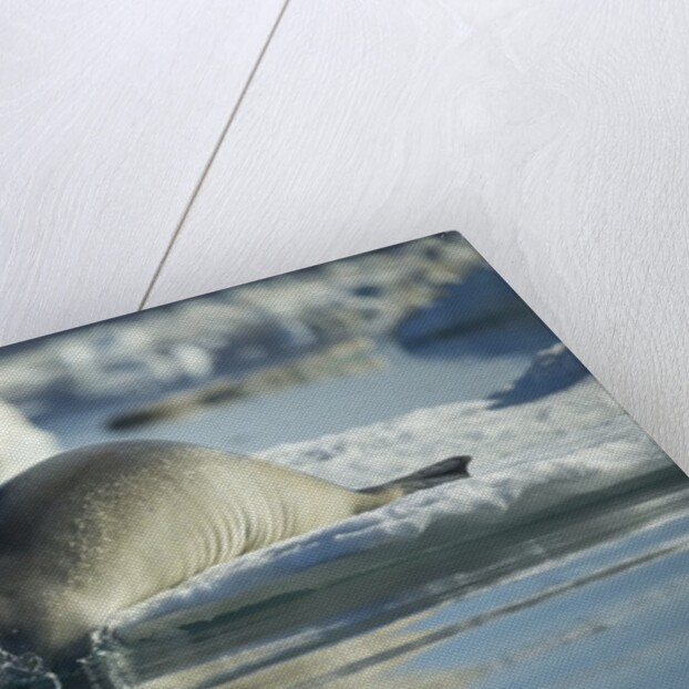 Bearded Seal Dives from Sea Ice in Hudson Bay, Nunavut, Canada by Anonymous