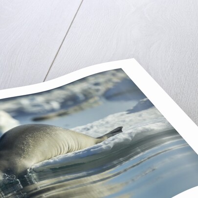 Bearded Seal Dives from Sea Ice in Hudson Bay, Nunavut, Canada by Anonymous
