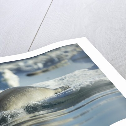Bearded Seal Dives from Sea Ice in Hudson Bay, Nunavut, Canada by Anonymous