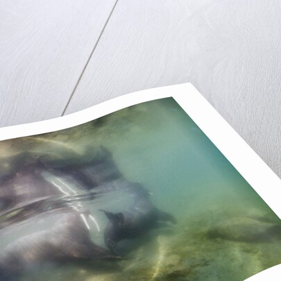 Underwater Walrus and Calf in Hudson Bay, Nunavut, Canada by Anonymous