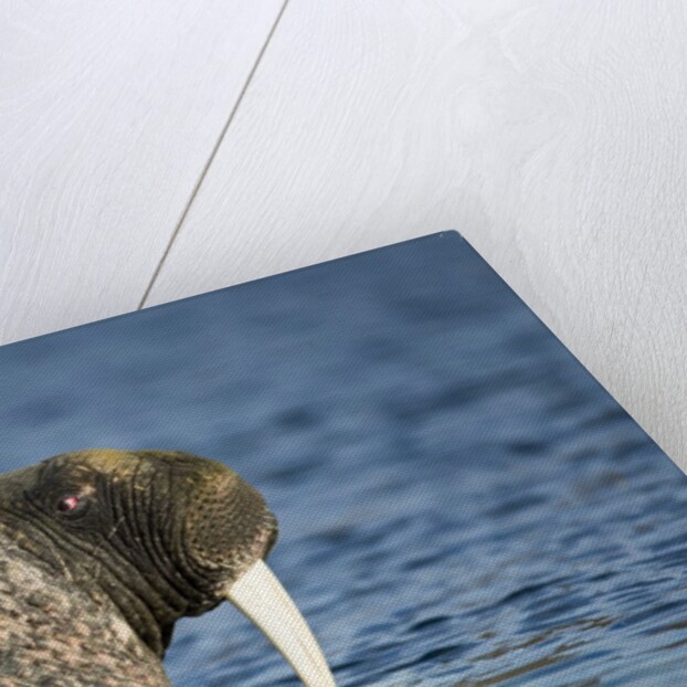 Walrus in Hudson Bay, Nunavut, Canada by Anonymous
