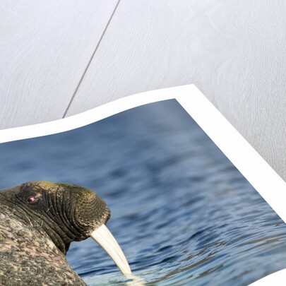 Walrus in Hudson Bay, Nunavut, Canada by Anonymous