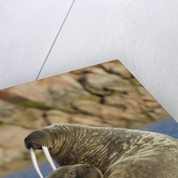 Walrus and Calf in Hudson Bay, Nunavut, Canada by Anonymous