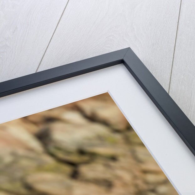 Walrus and Calf in Hudson Bay, Nunavut, Canada by Anonymous