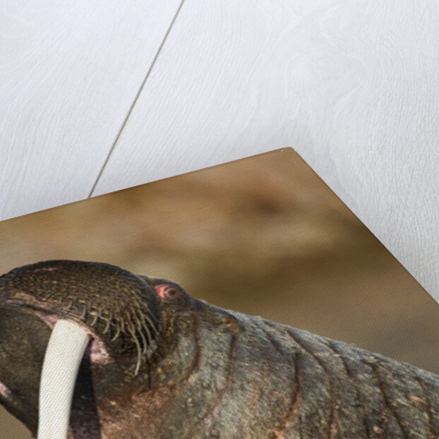 Walrus Displays Tusks along Hudson Bay, Nunavut, Canada by Anonymous