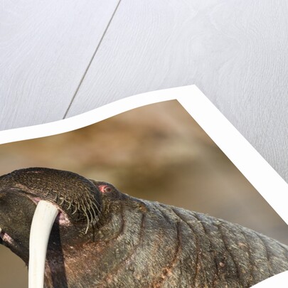 Walrus Displays Tusks along Hudson Bay, Nunavut, Canada by Anonymous