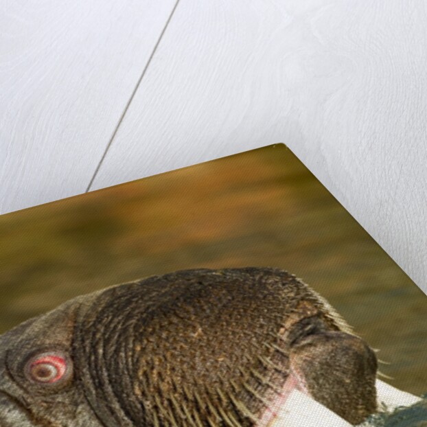 Walrus Displays Tusks along Hudson Bay, Nunavut, Canada by Anonymous