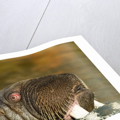 Walrus Displays Tusks along Hudson Bay, Nunavut, Canada by Anonymous