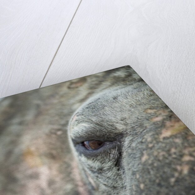 Close-up of Walrus Eye, Hudson Bay, Nunavut, Canada by Anonymous